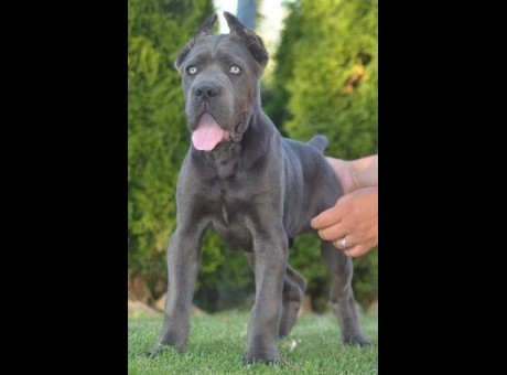 cane corso 01-1.jpg